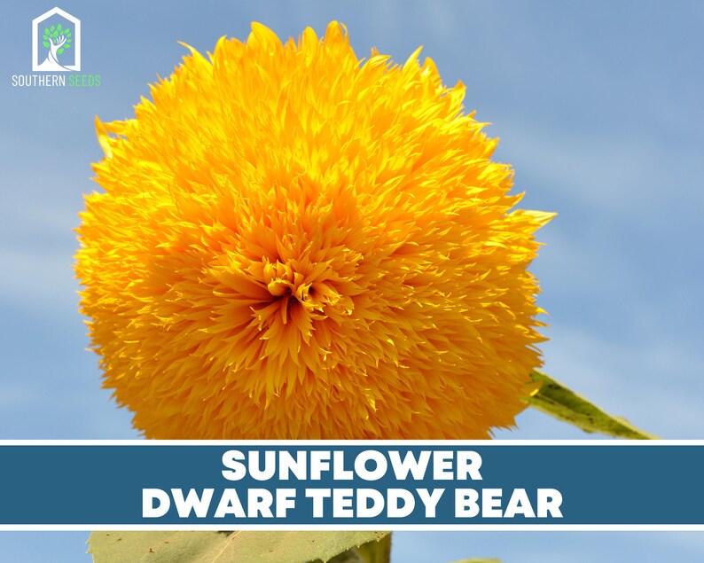 Sunflower Garden Seed Collection 6 Varieties Heirloom Etsy