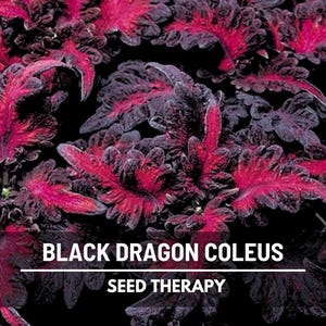 Black Dragon Coleus (Solenostemon scutellarioides) foliage in close-up showing rich maroon and crimson tones - Seed Therapy