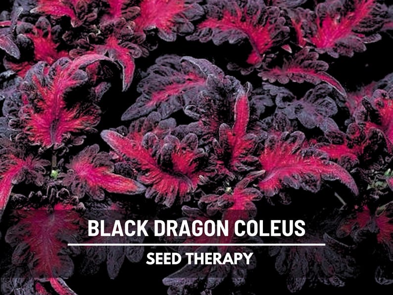 Black Dragon Coleus (Solenostemon scutellarioides) foliage in close-up showing rich maroon and crimson tones - Seed Therapy