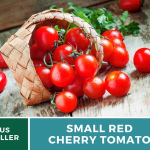 May include: A woven wooden basket tipped on its side, spilling bright red cherry tomatoes onto a rustic surface. Some tomatoes remain inside the basket, while others are scattered nearby, accompanied by a small sprig of fresh green parsley.