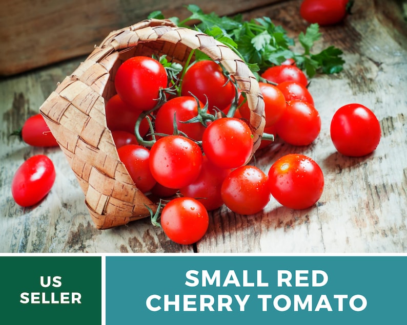 May include: A woven wooden basket tipped on its side, spilling bright red cherry tomatoes onto a rustic surface. Some tomatoes remain inside the basket, while others are scattered nearby, accompanied by a small sprig of fresh green parsley.