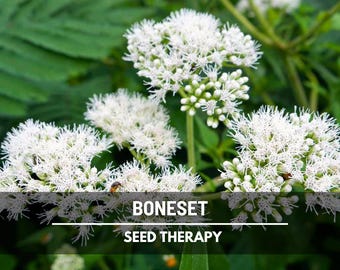 Boneset Seeds (Eupatorium) – Heirloom Herb, Non-GMO, Traditional Native Plant (100 Seeds)