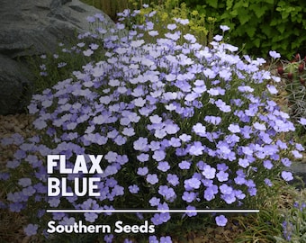 Lino, Azul (Prairie Flax) - 100 Semillas - Flor Heirloom - Flores Azules Brillantes (Linum perrene)