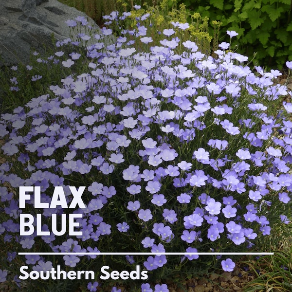 Flax, Blue (Prairie Flax) - 100 Seeds - Heirloom Flower - Bright Blue Blooms (Linum perrene)