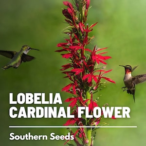 Cardinal Flower - 250 Seeds - Heirloom Flower - Attracts Hummingbirds (Lobelia cardinalis)