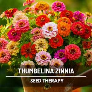 Thumbelina Zinnia Seeds (Dwarf) – Heirloom Flower, Compact 6-8&quot; Plants, Ideal for Borders and Containers, Long-Lasting Flowers | 100 Seeds