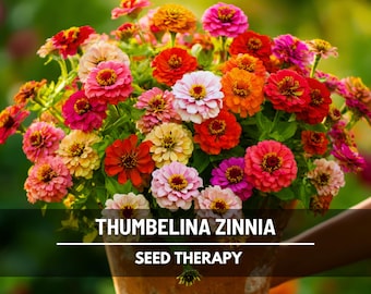 Thumbelina Zinnia Seeds (Dwarf) – Heirloom Flower, Compact 6-8" Plants, Ideal for Borders and Containers, Long-Lasting Flowers | 100 Seeds