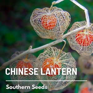 Chinese Lantern 50 Seeds Ornamental Heirloom Fruit Edible Red Berries Physalis alkekengi image 3