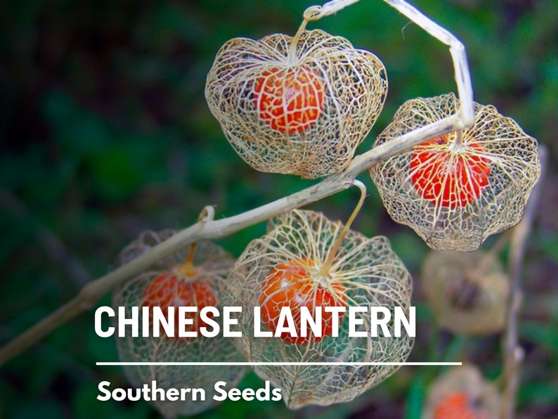 Chinese Lantern 50 Seeds Ornamental Heirloom Fruit Edible Red Berries Physalis alkekengi image 3