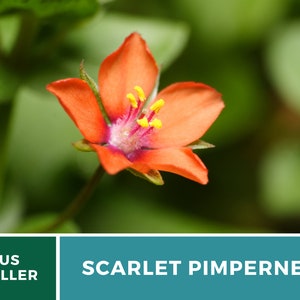 Pimpernel, Scarlet 100 Seeds Heirloom Flower Vibrant Scarlet Red Blooms that Spread Anagallis arvensis image 9