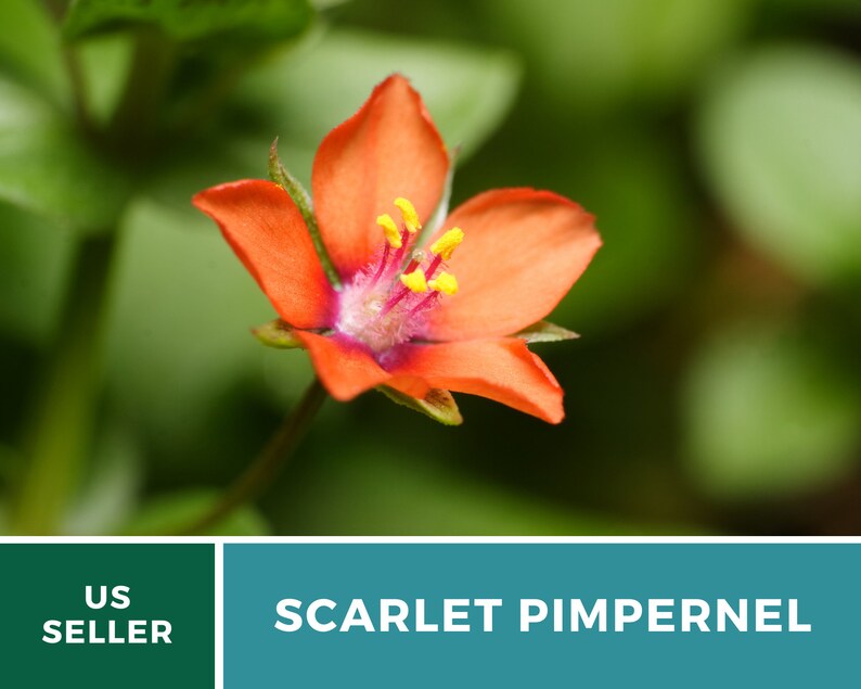 Pimpernel, Scarlet 100 Seeds Heirloom Flower Vibrant Scarlet Red Blooms that Spread Anagallis arvensis image 9