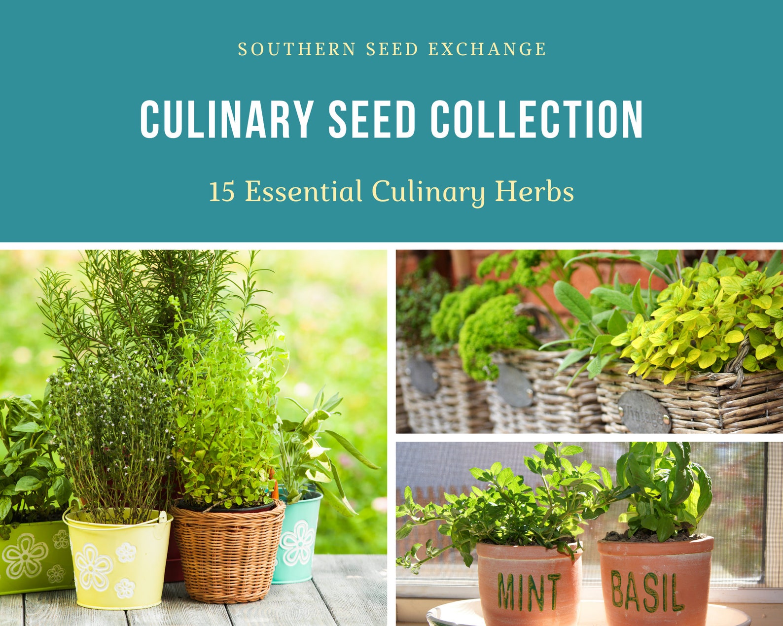 Culinary Herb Seed Collection 15 Essential Culinary Herbs Etsy