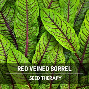 Semillas de acedera de venas rojas – Variedad tradicional, hierba culinaria y medicinal, venas rojas vibrantes, sabor ácido, favorita del jardín / 200 semillas imagen 6