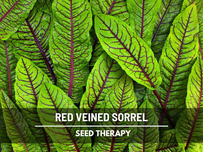 Semillas de acedera de venas rojas – Variedad tradicional, hierba culinaria y medicinal, venas rojas vibrantes, sabor ácido, favorita del jardín / 200 semillas imagen 6