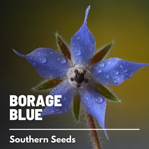 Borage, Blue - 100 Seeds - Heirloom Culinary & Medicinal Herb - Non-GMO (Borago officinalis)