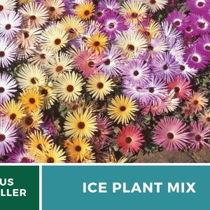 Ice Plant, Mix 200 Seeds Heirloom Ground Cover Colorful and Drought-Tolerant Mesembryanthemem criniflorum image 8