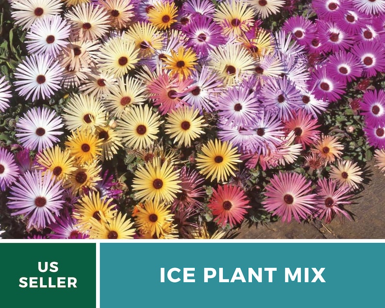 Ice Plant, Mix 200 Seeds Heirloom Ground Cover Colorful and Drought-Tolerant Mesembryanthemem criniflorum image 8