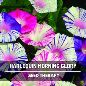 Harlequin Mix Morning Glory Seeds – Heirloom Flower, Bi-Color White, Pink & Purple Vines (Ipomea purpurea) | 25 Seeds