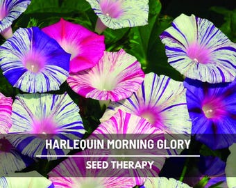 Harlequin Mix Morning Glory Seeds – Heirloom Flower, Bi-Color White, Pink & Purple Vines (Ipomea purpurea) | 25 Seeds