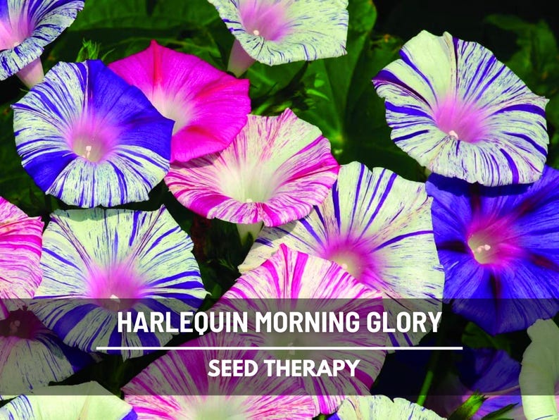 Harlequin Mix Morning Glory Seeds – Heirloom Flower, Bi-Color White, Pink & Purple Vines (Ipomea purpurea) | 25 Seeds image 1