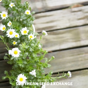 May include: A close-up of a white daisy plant with green leaves growing in a white pot. The plant is on a wooden deck with the text "SOUTHERN SEED EXCHANGE" visible at the bottom of the image.