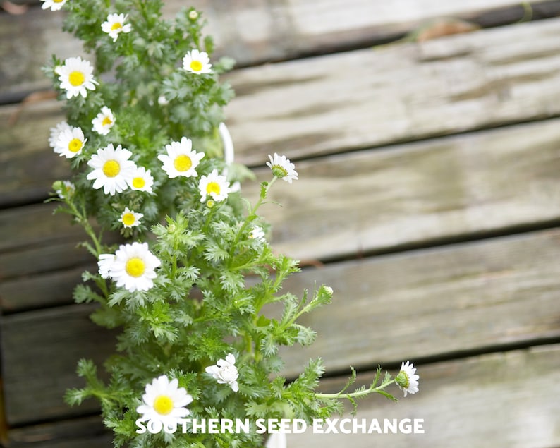 May include: A close-up of a white daisy plant with green leaves growing in a white pot. The plant is on a wooden deck with the text "SOUTHERN SEED EXCHANGE" visible at the bottom of the image.