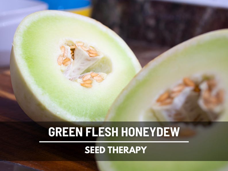 Green Flesh Honeydew Melon Seeds – Heirloom Fruit, Non-GMO, Sweet and Juicy Melon for Summer Gardens | 20 Seeds image 1