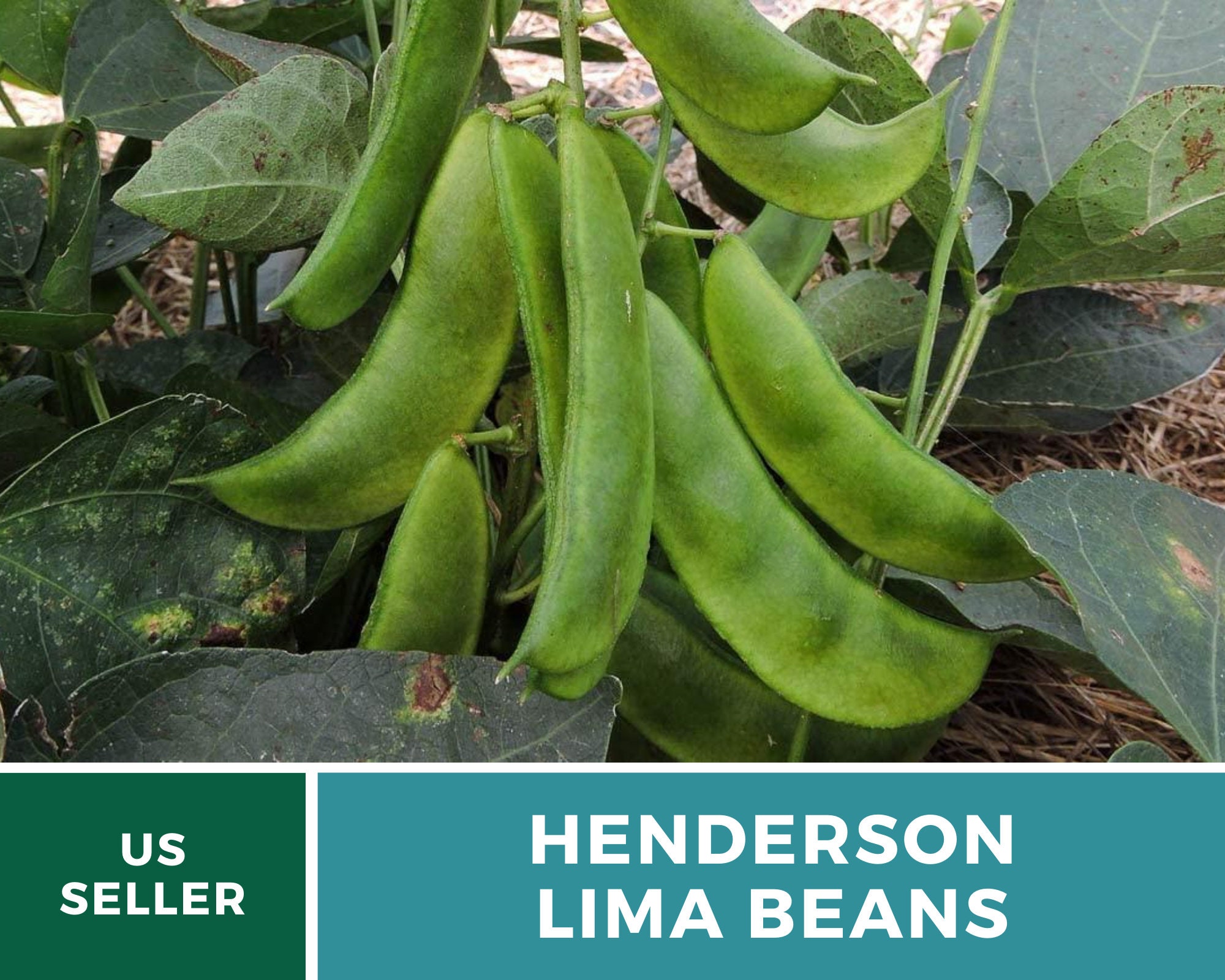 Bean Lima Henderson Butter Beans 15 Seeds Heirloom Etsy