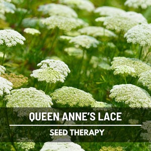 Queen Anne's Lace Seeds, Daucus carota, White Lace Wildflower and Bouquet Filler, Heirloom, 100 Seeds immagine 4