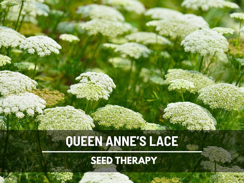 Queen Anne's Lace Seeds, Daucus carota, White Lace Wildflower and Bouquet Filler, Heirloom, 100 Seeds immagine 4