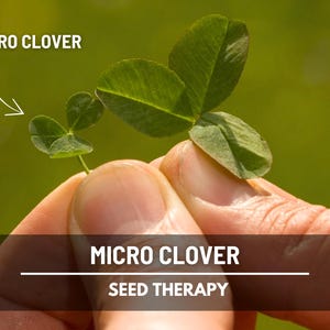 Close-up of hand holding fresh Micro Clover (Trifolium repens) leaves, showing small leaf size and growth habit - Seed Therapy