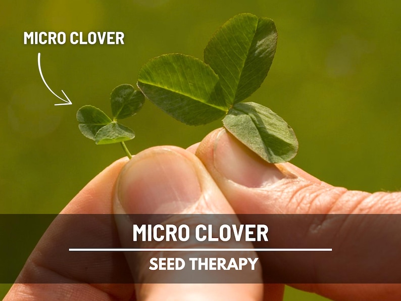 Close-up of hand holding fresh Micro Clover (Trifolium repens) leaves, showing small leaf size and growth habit - Seed Therapy