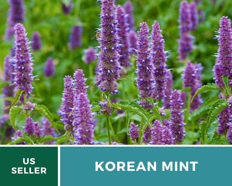 Korean Mint 50 Seeds Medicinal Herb GMO Free agastache Etsy