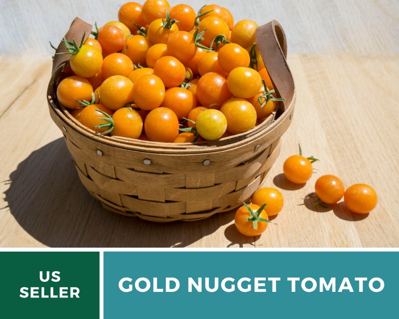May include: A basket filled with bright orange Gold Nugget tomatoes. The tomatoes are small and round, and they are arranged in a single layer in the basket. The basket is made of woven wood and has a leather handle.
