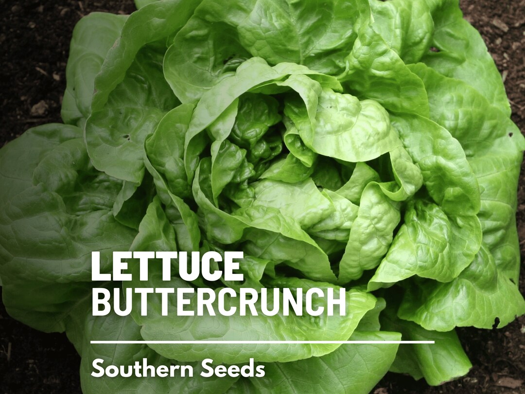 Organic Buttercrunch Lettuce Seeds - 1 oz ~25,000 Seeds - Heirloom