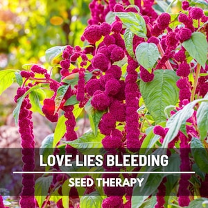 Love Lies Bleeding Amaranth Seeds – Heirloom, Ornamental & Edible Flower, Dramatic and Unique Garden Plant | 250 Seeds