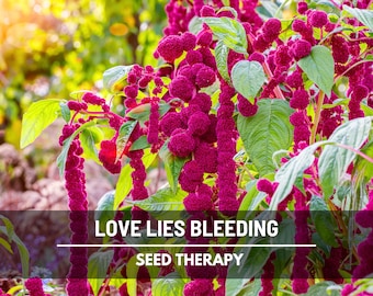 Love Lies Bleeding Amaranth Seeds – Heirloom, Ornamental & Edible Flower, Dramatic and Unique Garden Plant | 250 Seeds