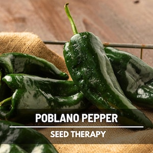Poblano Ancho Pepper Seeds – Heirloom, Mild Heat, for Roasting, Stuffing & Drying, Non-GMO | 25 Seeds