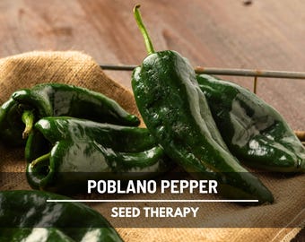 Semillas de chile poblano ancho – Heirloom, picante suave, para asar, rellenar y secar, sin OGM / 25 semillas