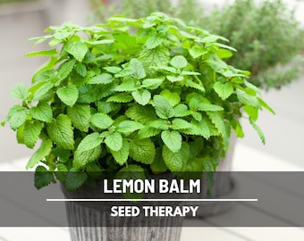 Lemon Balm Seeds - Heirloom Melissa Herb, Aromatic Tea Garden Plant (100 Seeds)