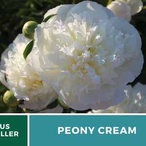 May include: A close-up of a white peony flower in bloom. The flower is in focus, and the background is blurred. The flower is surrounded by green leaves. The text "PEONY CREAM" is visible in the lower right corner of the image.