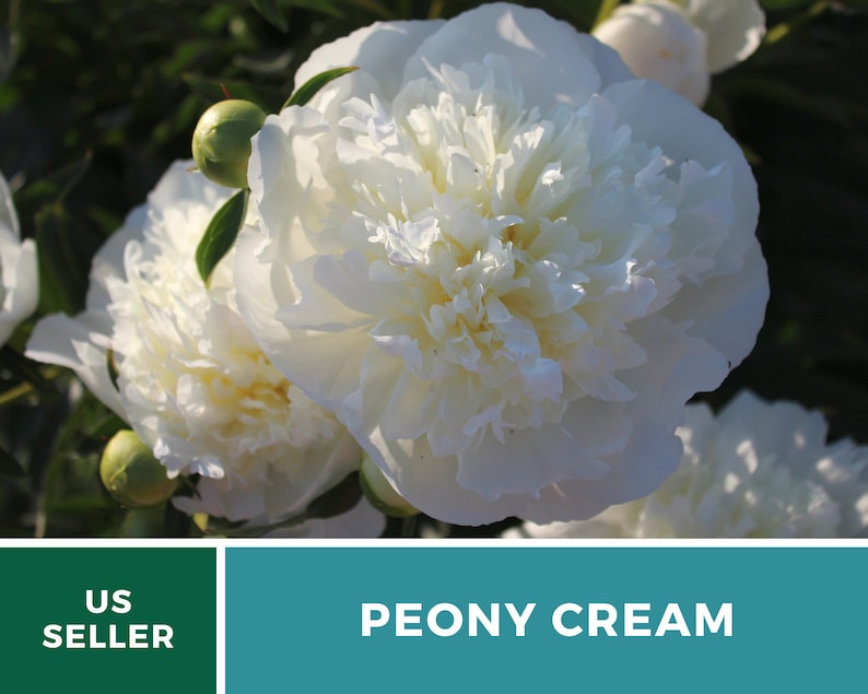 May include: A close-up of a white peony flower in bloom. The flower is in focus, and the background is blurred. The flower is surrounded by green leaves. The text "PEONY CREAM" is visible in the lower right corner of the image.