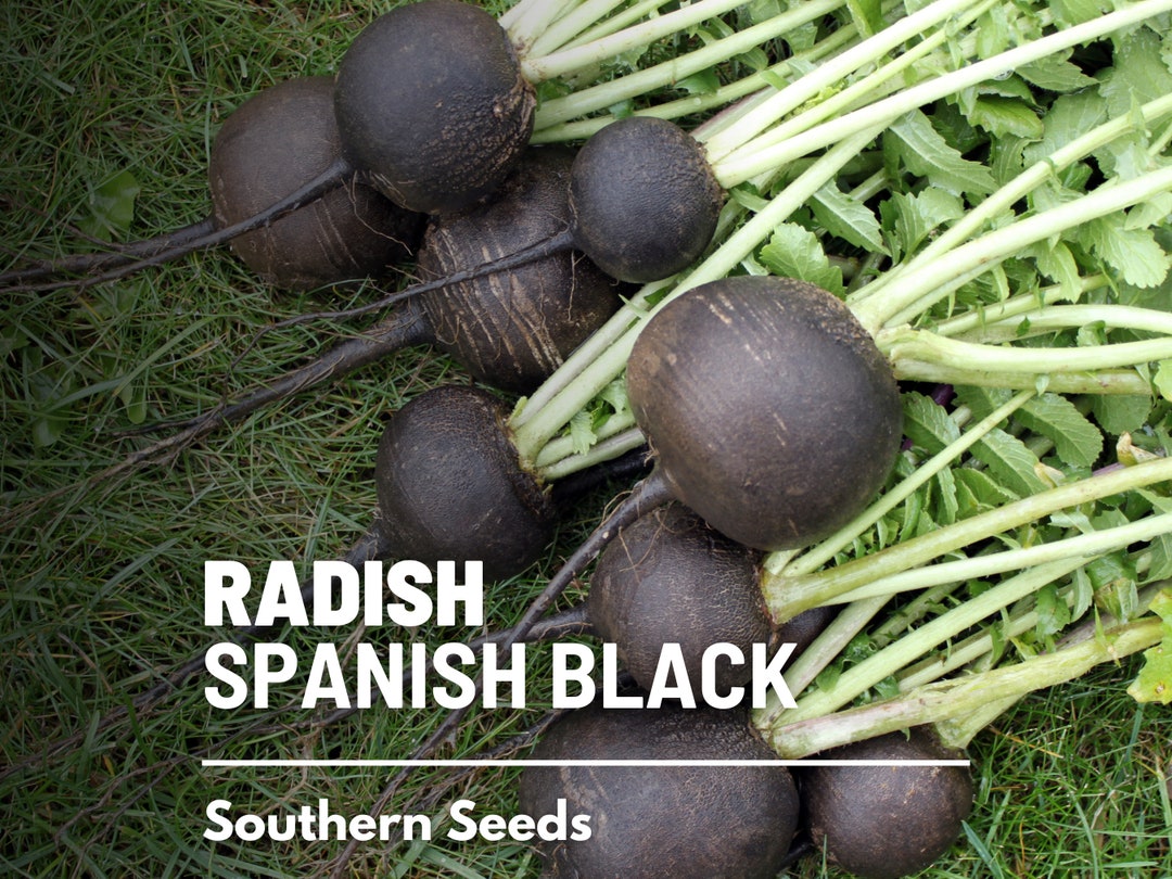 Radish, Black Spanish 250 Seeds Heirloom Vegetable Large and Round