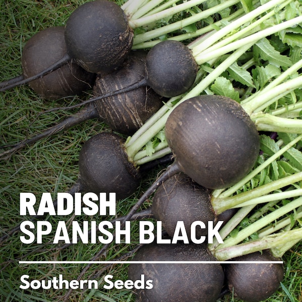 Radish, Black Spanish - 250 Seeds - Heirloom Vegetable- Large and Round Radishes - Dark Black Skin and Crisp White Flesh (Raphanus sativus)
