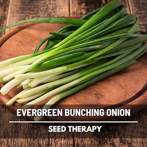 Evergreen Bunching Onion Seeds – Heirloom Scallions, Cut and Come Again, Green Onions, Non-GMO, Open Pollinated | 200 Seeds