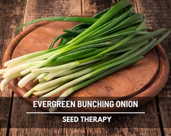 Evergreen Bunching Onion Seeds – Heirloom Scallions, Cut and Come Again, Green Onions, Non-GMO, Open Pollinated | 200 Seeds