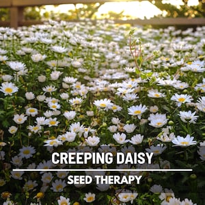 Creeping Daisy Seeds – Heirloom Flower, Low Growing & Easy to Grow, Unique Ground Cover, Garden Favorite | 100 Seeds