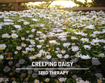 Creeping Daisy Seeds – Heirloom Flower, Low Growing & Easy to Grow, Unique Ground Cover, Garden Favorite | 100 Seeds