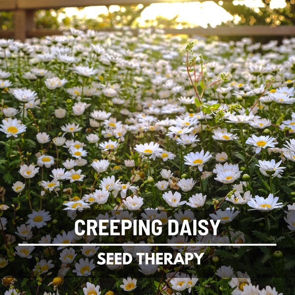 Creeping Daisy Seeds – Heirloom Flower, Low Growing & Easy to Grow, Unique Ground Cover, Garden Favorite | 100 Seeds