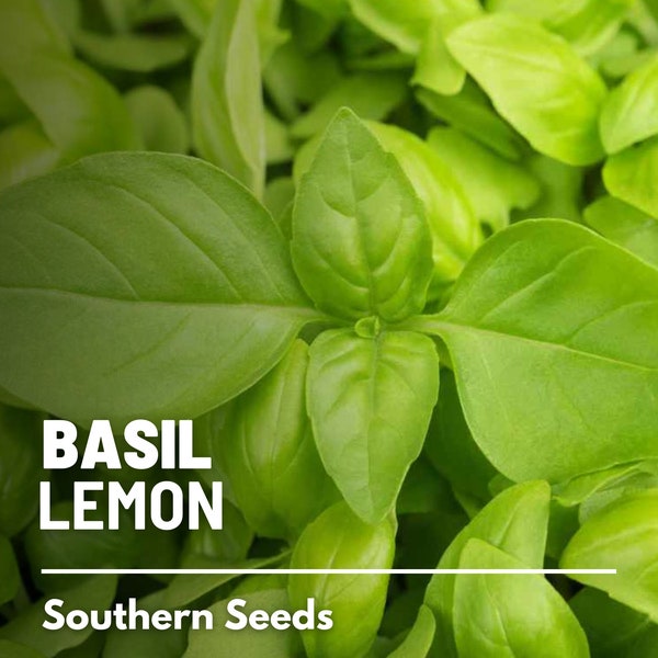 Basil, Lemon - 250 Seeds - Heirloom Culinary & Medicinal Herb - Non-GMO (Ocimum basilicum)